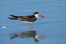 African skimmer (Rynchops flavirostris) in shallow water along the beach, Oman, February