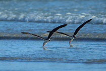 African skimmers (Rynchops flavirostris) two in flight in synchronised feeding along the beach, Oman, February
