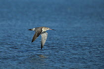 Bar tailed godwit (Limosa lapponica) in flight over the sea, Oman, January