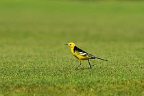 Black backed citrine wagtail (Motacilla citreola calcarata) male walking on golf course, Oman, February