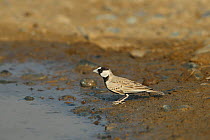 Black crowned sparrow lark (Eremopterix nigriceps) male at water, Oman, December