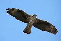 Bonelli's eagle (Aquila fasciata) adult in flight, Oman, November