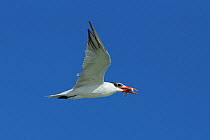 Caspian tern (Hydroprogne caspia) in flight with fish, Oman, November