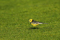 Citrine wagtail (Motacilla citreola), male walking on golf course, Oman, February