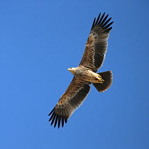 Eastern imperial eagle (Aquila heliaca) 1cy in flight, Oman, November