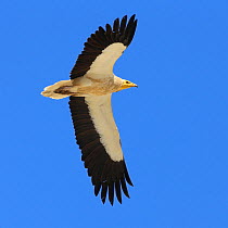 Egyptian vulture (Neophron percnopterus) adult in flight, Oman, January
