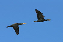 Great cormorant (Phalacrocorax carbo) two in flight, Oman, November