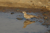 Greater short toed lark (Calandrella brachydactyla) at water and with reflection, Oman, December