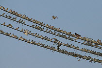 House sparrows (Passer domesticus) large flock perched on wires with a single Common myna, Oman, December