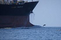 Indian Ocean bottlenose dolphin (Tursiops aduncus) jumping in front of ship , Oman, November