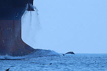 Indian Ocean bottlenose dolphin (Tursiops aduncus) jumping in front of ship, Oman, November