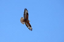 Long legged buzzard (Buteo rufinus) in flight, Oman, February