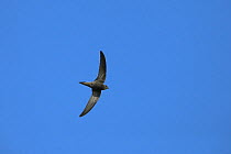 Pallid swift (Apus pallidus) in flight, Oman, December
