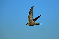 Pallid swift (Apus pallidus) in flight, Oman, January
