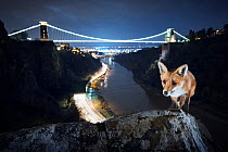Red fox (Vulpes vulpes) vixen in front of Clifton Suspension Bridge at night. Avon Gorge, Bristol, UK. March 2016.
