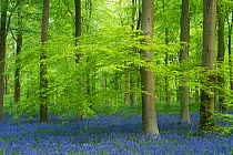 Bluebells flowering in Beech woodland, Westwoods, Wiltshire, England, UK. May 2015.