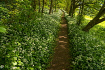 Footpath through Wild garlic / Ramsons  (Allium ursinum) flowering in Beech woodland, Petersfield, Hampshire, England, UK. May 2015.