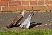 Sparrowhawk (Accipiter nisus) with Pigeon prey on pavement. March.