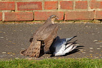 Sparrowhawk (Accipiter nisus) with dead Pigeon on pavement. March.