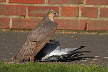 Sparrowhawk (Accipiter nisus) with dead Pigeon on pavement. March.