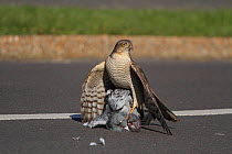 Sparrowhawk (Accipiter nisus) with dead Pigeon on dividing line in road. March.