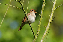 Nightingale (Luscinia megarhynchos) singing in tree near Pulborough, West Sussex, England, UK. May.