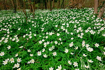 Wood Anemones (Anemone nemorosa) near Wickham, Hampshire, England, UK. April 2013.