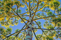 Low angle view of Century Plant (Agave americana). Pasadena, California, USA, July.