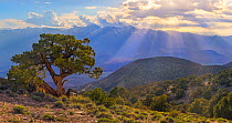 Juniper (Juniperus californica) ancient tree,  and landscape of Sierra and Owens Valley, California, USA, May 2016.