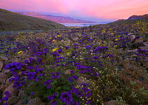 Flowers blooming in Death Valley including Phacelia (Phacelia crenulata), Desert gold (Geraea canescens), Rock daisies (Perityle emori), and Brown-eyed evening primrose (Camissonia claviformis) during...
