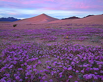Sand verbena (Abronia villosa) blooming at the base of sand dunes, during super bloom caused by El Nino weather Death Valley, California, USA. February 2016