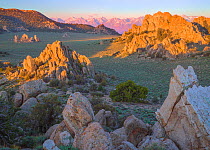 Inyo Mountains with sagebrush valleys, rocky outcroppings, Pinyon pines, Juniper trees and views of Sierra Nevada, California, USA, May.