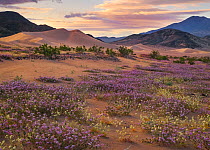 Sand verbena (Abronia villosa) and Brown-eyed evening primrose (Camissonia claviformis) blooming in sand dunes, during super bloom caused by El Nino weather Death Valley, California, USA. March 2016.