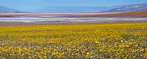 Death valley covered in mass of flowers of  Desert gold (Geraea canescens) after El Nino rains, Death Valley, California, USA, February 2016