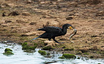 Great cormorant (Phalacrocorax carbo) catching and attempting to eat a European eel (Anguilla anguilla) on the side of a tidal pool. Druidge Pools Nature Reserve, Northumberland, England, UK. August....