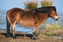 Exmoor pony (Equus ferus caballus) used on Nature Reserves in Northumberland to improve wetland habitat by eating rank vegetation and breaking up the muddy pasture surrounding ponds. Druridge Bay Natu...