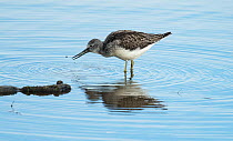 Common Greenshank (Tringa nebularia) catching a fish (minnow species) and attempting to eat it. Druridge Pools Nature Reserve, Northumberland, England, UK.
