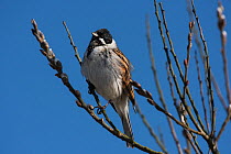 Reed bunting (Emberiza schoeniclus) male looking over breeding territory from a Willow tree in bud. Druridge Pools Nature Reserve, Northumberland, England, UK. March.