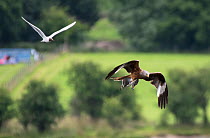 Red Kite (Milvus milvus) flying off with a Black-headed Gull chick (Larus ridibindus) and its parent flying after it. Ken / Dee Marshes Nature Reserve, New Galloway, Scotland, UK. July