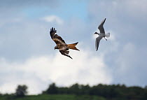 Red Kite (Milvus milvus) hunting for food and Black-headed Gull (Larus ridibindus) trying to drive it away to  protect its chicks . Ken / Dee Marshes Nature Reserve, New Galloway, Scotland, UK. July