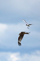 Red Kite (Milvus milvus) hunting for food and Black-headed Gull (Larus ridibindus) trying to derive it away  protect its chicks.  Ken / Dee Marshes Nature Reserve, New Galloway, Scotland, UK. July