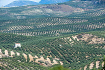 Landscape of Olive groves - expansion of Olive groves has reduced  habitat for Iberian lynx (Lynx pardinus)  in Andalucia, Spain, October.