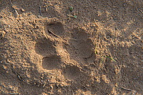 Iberian lynx (Lynx pardinus) footprint, Andalucia, Spain. November 2015.