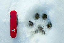 Eurasian lynx (Lynx lynx) footprint in snow, with Swiss army knife for scale, Switzerland, February.
