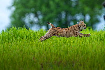 Young male European lynx (Lynx lynx) running after release in Jura Mountaiins, Geneva canton, Switzerland