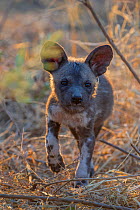African wild dog (Lycaon pictus) pup age 2 months, Okavango delta, Botswana