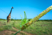 Katydid (Tettigoniidae) with Giraffe (Giraffa camelopardalis) in the background, Masai Mara National Park, Kenya.