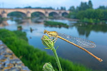 Blue-tailed damselfly (Ischnura elegans) with bridge across river in distance, Orleans, France, August.