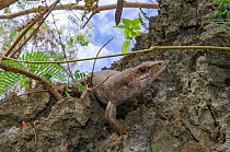 Telfair skink (Leiolopisma telfairi), native to Round Island, Mauritius and introduced to the Ile aux Aigrettes Nature Reserve as a part of conservation project to create a new population and to keep...
