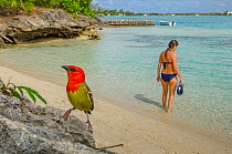 Mauritius fody (Foudia rubra) with woman on beach in the background, Mauritius, July 2012.